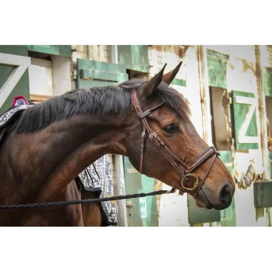 PÉNÉLOPE Pénélope Trense Luxe Schwarz/Grau Vollblut 6 PÉNÉLOPE Pénélope Trense Luxe Schwarz/Grau Vollblut – Bild 4