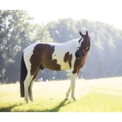 Kentucky Horsewear Kentucky Relax Horse Toy Alvin 11 Kentucky Horsewear Kentucky Relax Horse Toy Alvin -Geschaft Fur Pferdebedarf kentucky 65835cba12896 8444963edeeb608bfeb96cbe5df0ac613d4d9898 82155 25 100.7e5b7b